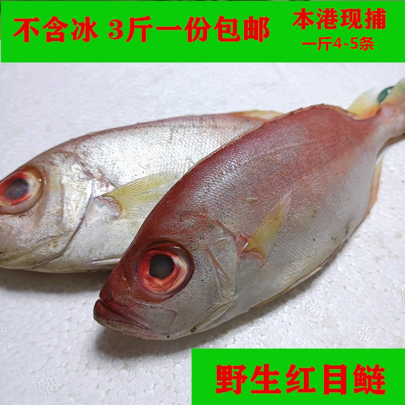 本港现捕鲜活冷冻广东潮汕新鲜红目鲢深蓝海水产大眼鸡红眼鱼包邮