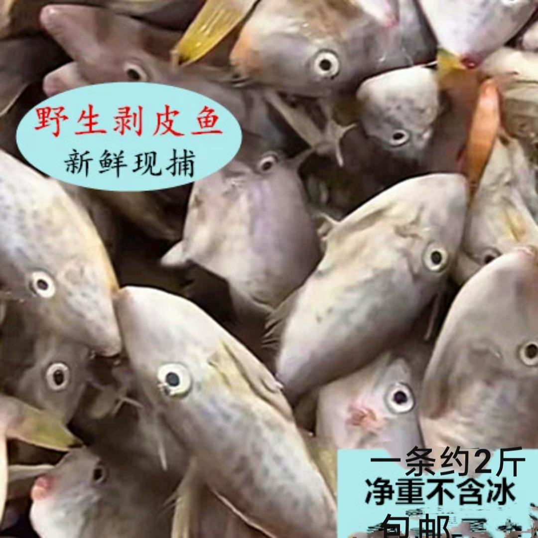剥皮鱼新鲜现捕海钓鲜活速冻南海小迪仔鱼广东海水产包邮无小刺