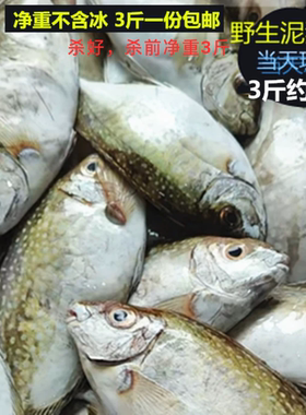 新鲜现捕海钓泥猛鱼广东南海水产冷冻柠檬鱼包邮当天捕捉小中大鱼