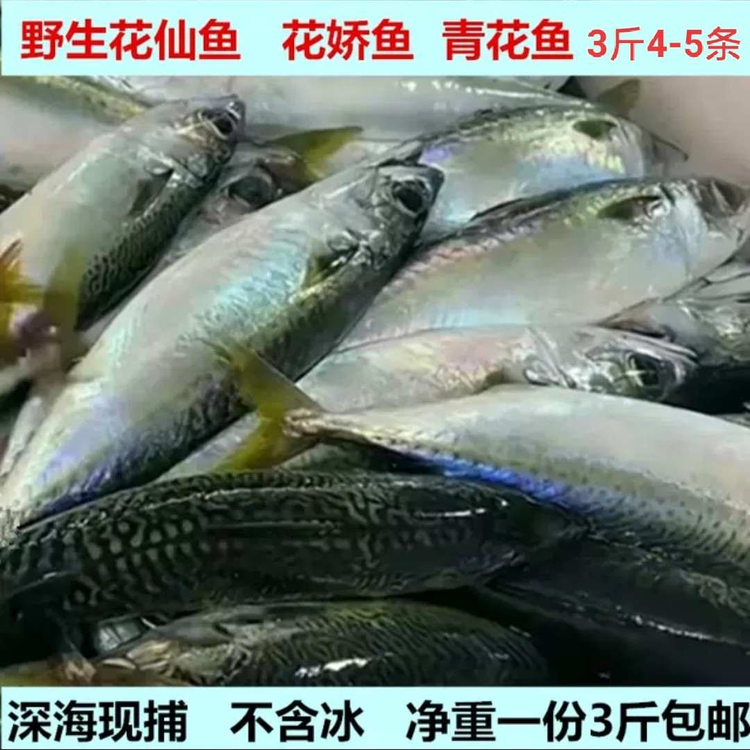 本港深海新鲜花仙鱼广东潮汕现捕鲜活冷冻水产花娇鱼鲭鱼鲐鱼包邮