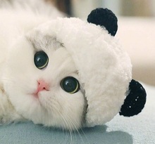 宠物帽子可爱熊猫造型变身装 帽猫咪帽子头套头饰用品郭斯特同款