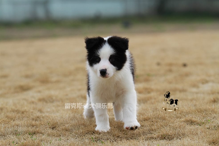 小狗双血统黑白边境牧羊犬低价