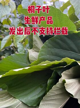 (纯天然)新鲜桐子叶粑粑米粑桐树叶现摘现发桐子树叶油桐树叶子