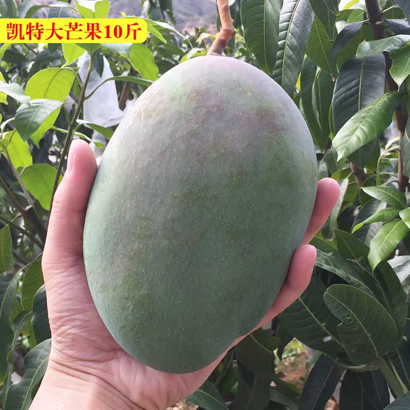 四川攀枝花凱特大芒果大青芒新鮮水果非吉祿貴妃金煌臺農10斤包郵