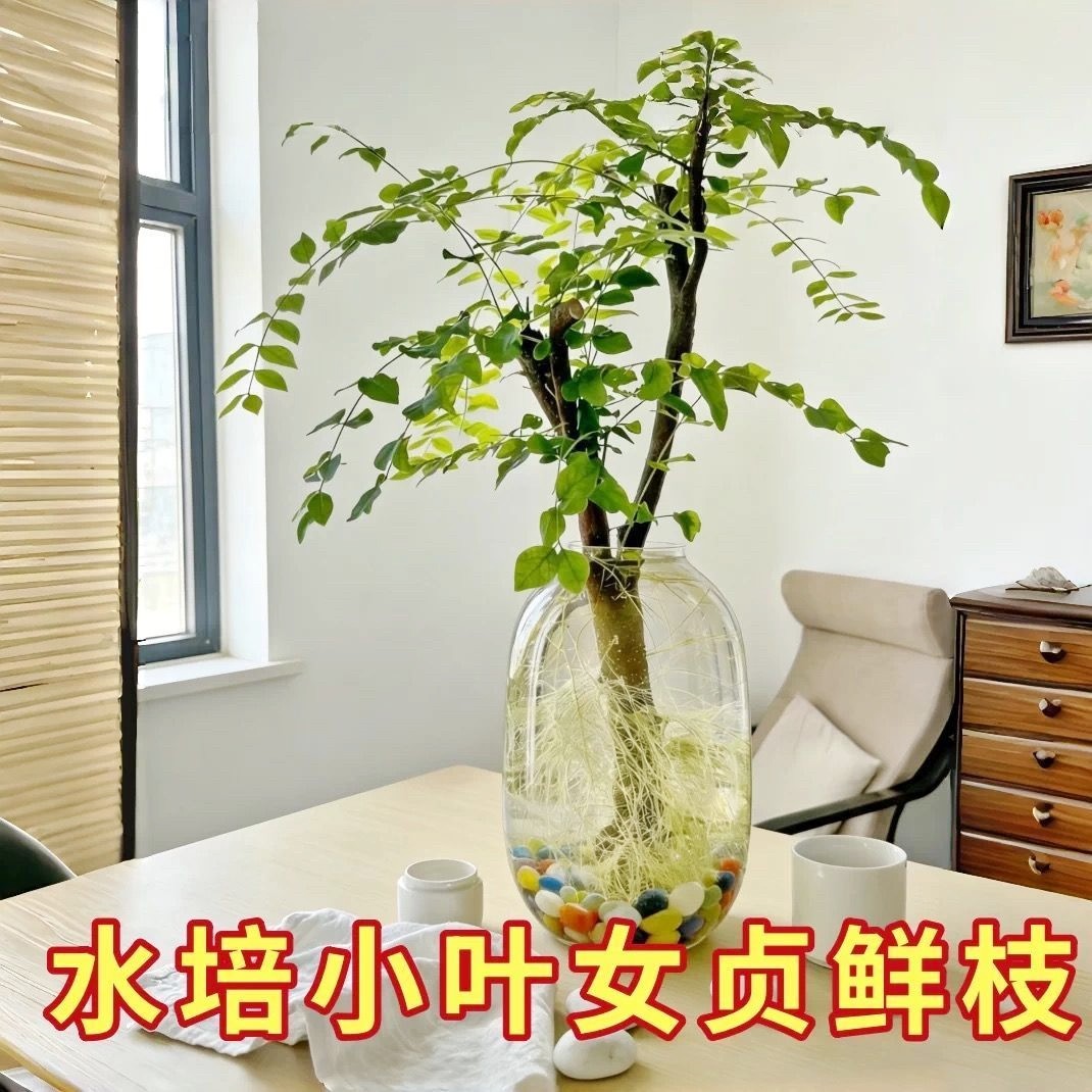 水培新品小叶女贞水培水养国风鲜枝绿植摆件室内懒人室外四季好养,鲜花速递/花卉仿真/绿植园艺,造型盆景,淘宝优惠券,粉丝福利购,淘宝优惠卷