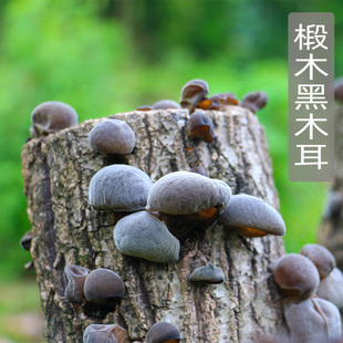 通江特产高山椴木仿野生单片黑木耳无农残无硫熏中片老鼠耳250g
