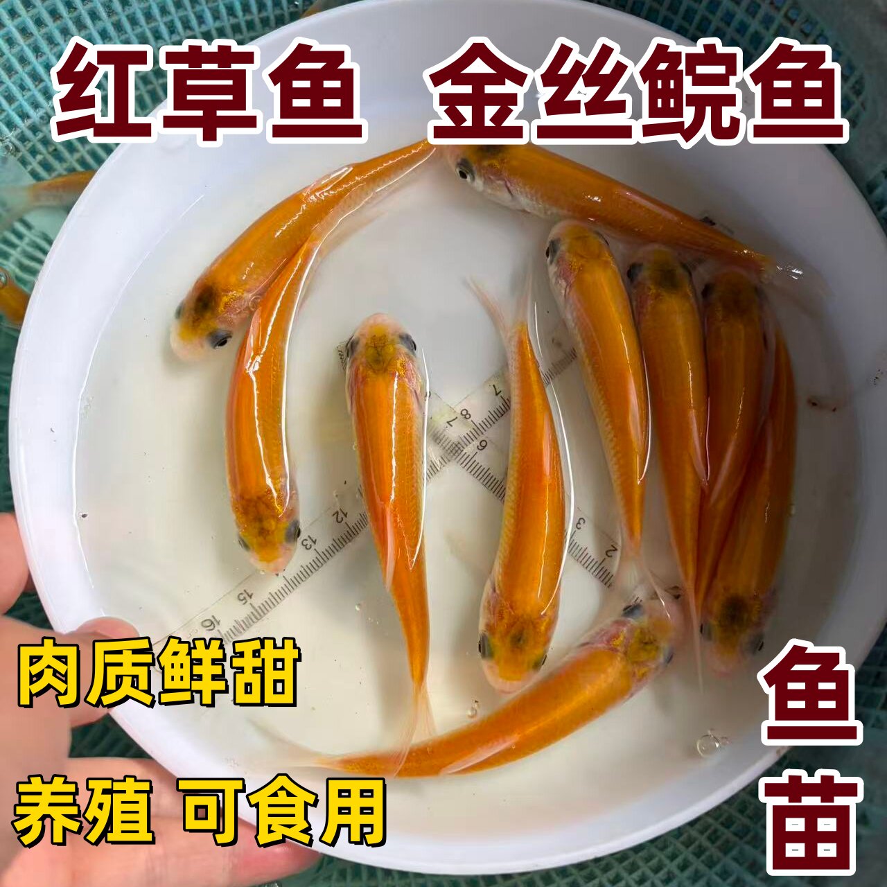 金草鱼鱼苗金丝鲩红草鱼赤目