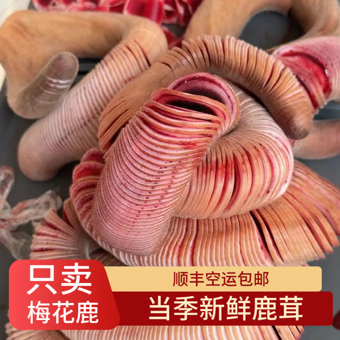 鹿老板鲜鹿茸头茬梅花鹿整根泡酒专用正品片新鲜带血整枝鹿茸片