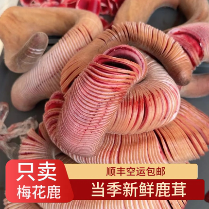 鹿老板鲜鹿茸头茬梅花鹿整根泡酒专用正品片新鲜带血整枝鹿茸片