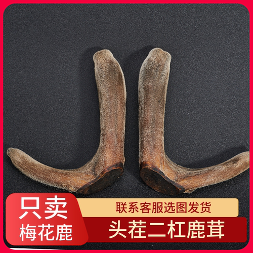 梅花鹿鹿老板吉林鹿乡鹿茸梅花鹿