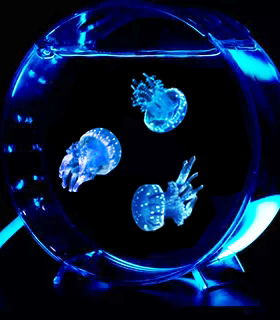 彩色水母生态缸家养桌面观赏宠物