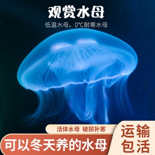 海月水母活物秋冬低温水母活体宿舍小宠物海水观赏家养小水母宠物
