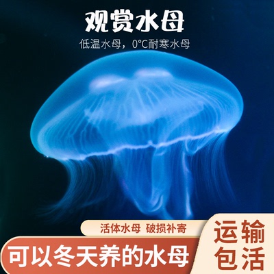 海月水母无毒好活家养观赏小水母