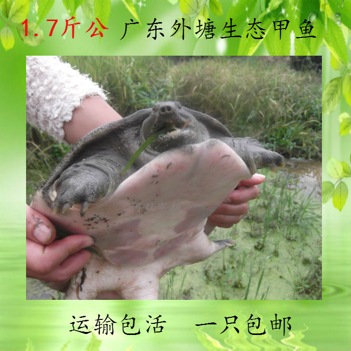 鲜活食用【1.7斤公甲鱼】 甲鱼活体 农家自养鳖王八 团鱼 水鱼 鳖在类目 水产肉类/新鲜蔬果/熟食, 海鲜/水产品/制品, 甲鱼中 - 来自Buy2taobao.com提供专业的淘宝代购服务