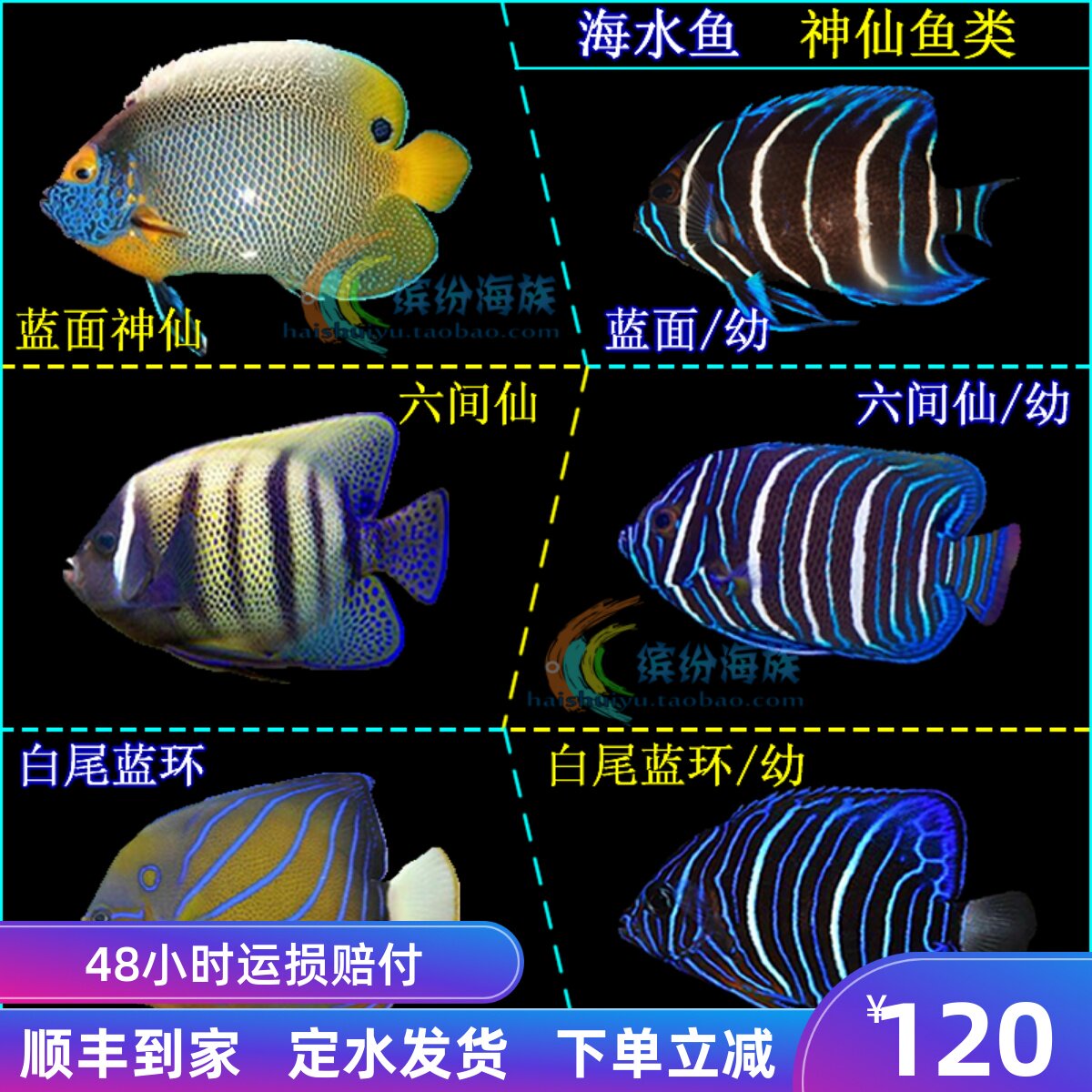 热卖活体海水鱼蓝面神仙六间仙白尾蓝环幼鱼活体石美人黄尾仙蓝吊