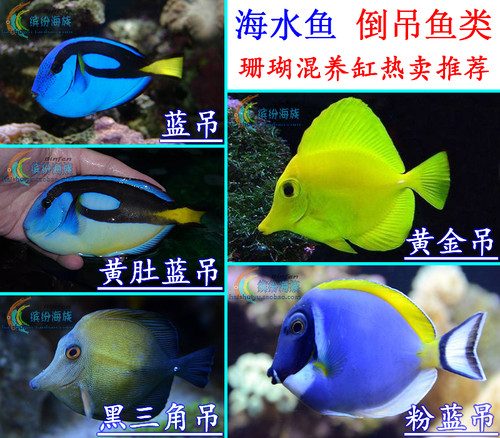 黄金吊海水鱼素材模板 黄金吊海水鱼图片下载 小麦优选