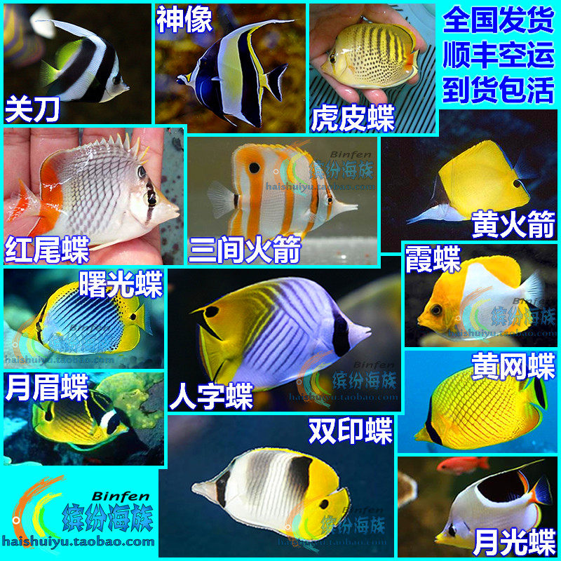 Best Sellers Live marine fish Software coral Three rocket Yellow rocket Tiger flounder Double faced flounder Butterfly fishin the Pet/Pet food and supplies , Aqua World , Fish  category - from Buy2taobao.com to provide professional Taobao agent buy service