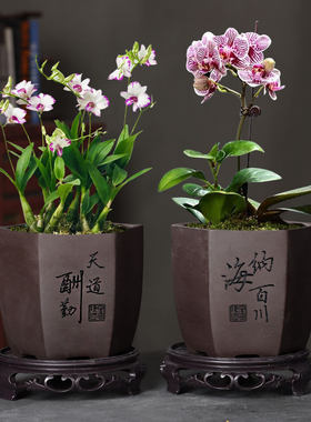 紫砂六方控根多肉花盆带底座