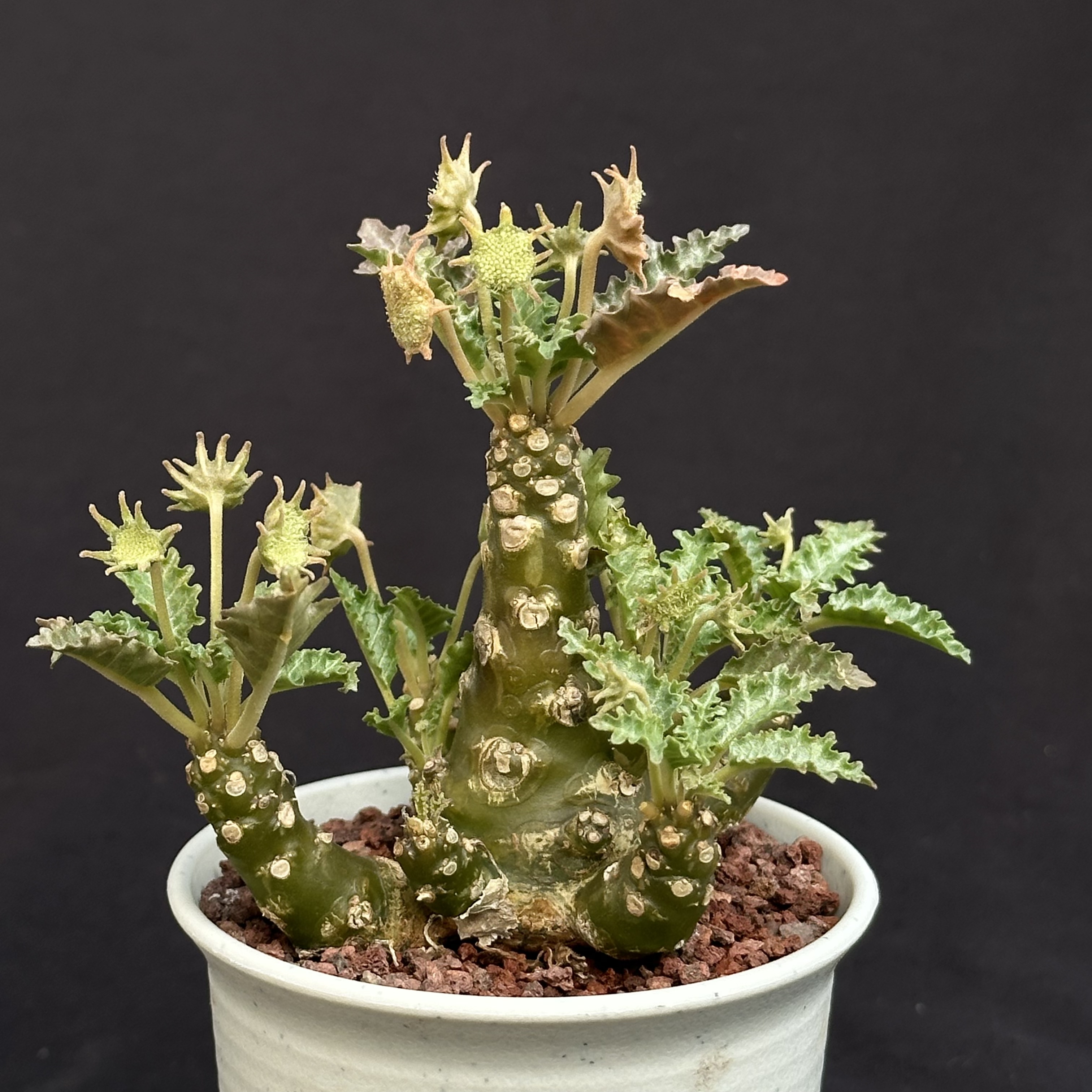 城南别院霍伍德琉桑Dorste多肉植物