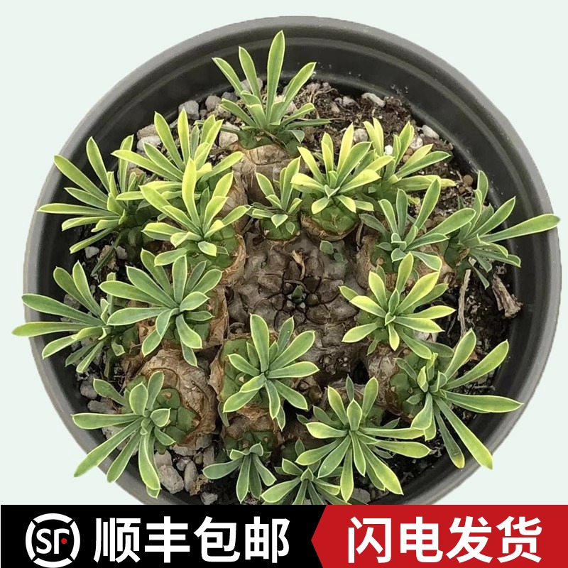 峨眉山群生大戟科多肉植物