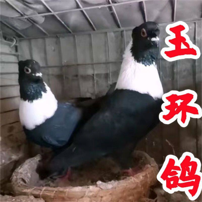 鸽子活一对观赏鸽玉环白脖平头凤头种鸽公母包活到家短嘴鸽子活物