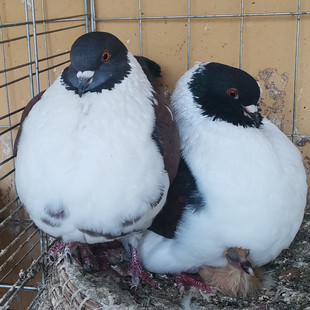 鸽子活体一对观赏鸽大全种鸽落地王摩登那大体肉鸽元宝鸽繁殖包邮