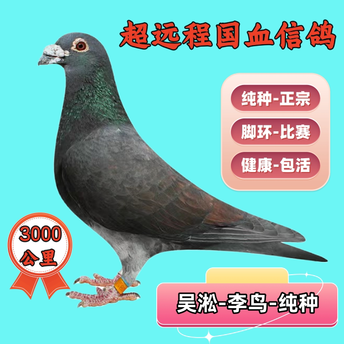 鸽子活物一对纯种吴淞李鸟血统信鸽赛鸽种鸽幼鸽一对公母跃龙鸽系