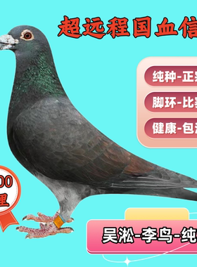 鸽子活物一对纯种吴淞李鸟血统信鸽赛鸽种鸽幼鸽一对公母跃龙鸽系