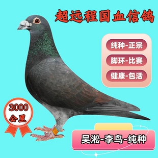 鸽子活物一对纯种吴淞李鸟血统信鸽赛鸽种鸽幼鸽一对公母跃龙鸽系