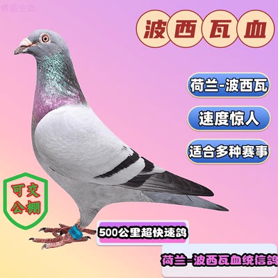 鸽子信鸽种鸽幼鸽血统鸽可比赛