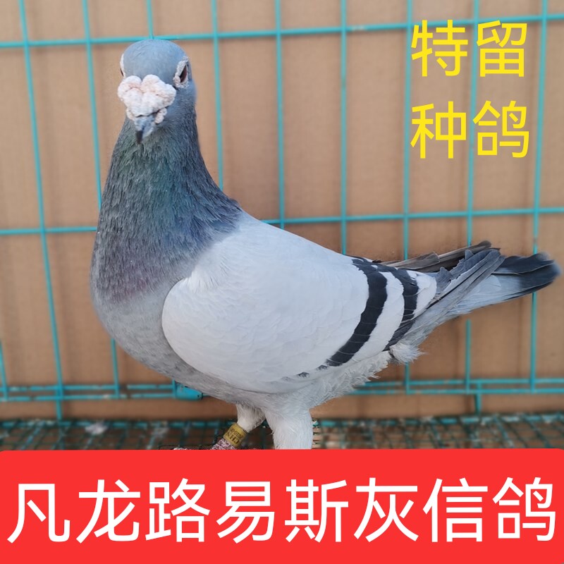 凡龙灰种鸽子活物青年鸽肉鸽便宜鸽子家养繁殖血统鸽成绩鸽一对