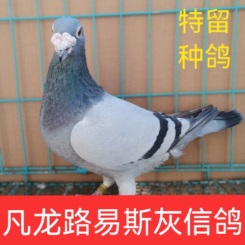 凡龙灰种鸽子活物青年鸽肉鸽便宜鸽子家养繁殖血统鸽成绩鸽一对