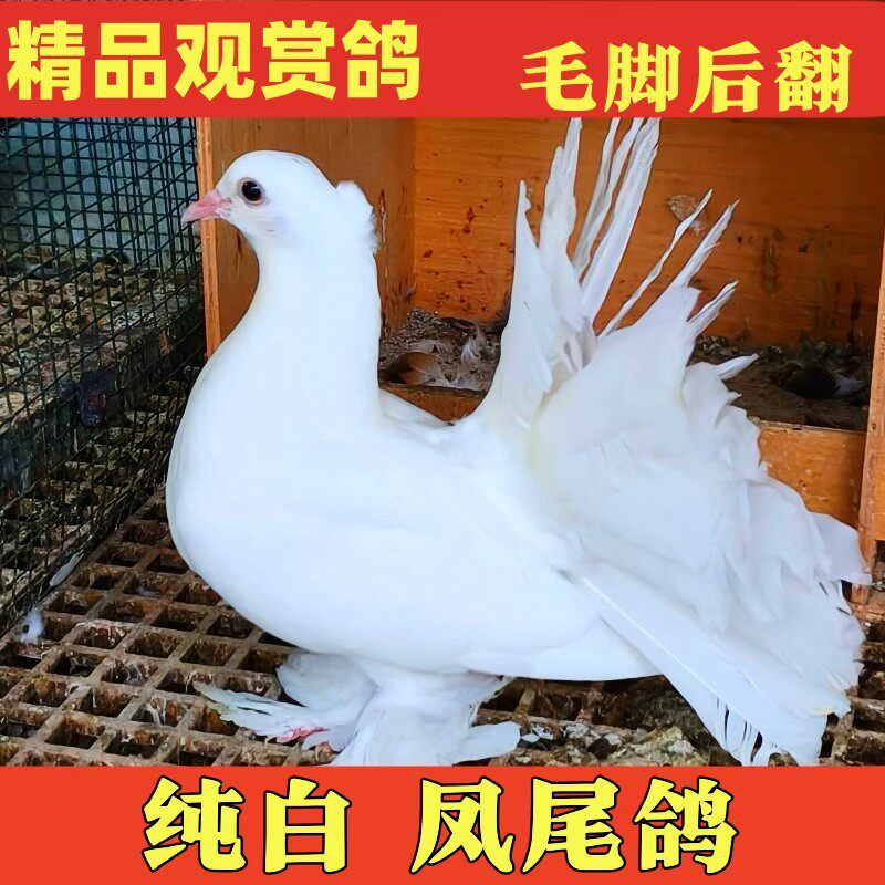 精品凤尾观赏鸽正品鸽子正宗活体宠物纯白毛脚后翻种鸽