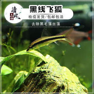 黑线飞狐鱼一线飞狐热带观赏鱼清洁鱼缸草缸除藻清理垃圾淡水小鱼