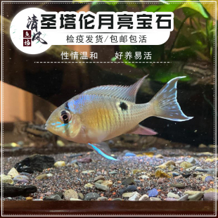 圣塔伦月亮宝石鱼南美慈鲷热带鱼温顺易混养食土鲷淡水小型观赏鱼