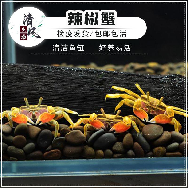 迷你辣椒蟹热带淡水可混养小型鱼