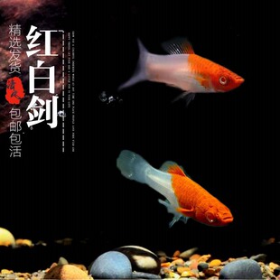 红白剑鱼剑尾鱼红剑鱼玛丽鱼热带鱼观赏鱼活体鱼淡水胎生鱼小型鱼