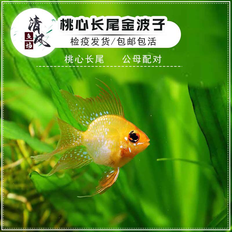 金波子鱼桃心长尾金波子热带观赏鱼小型鱼公母配对可繁殖淡水鱼苗