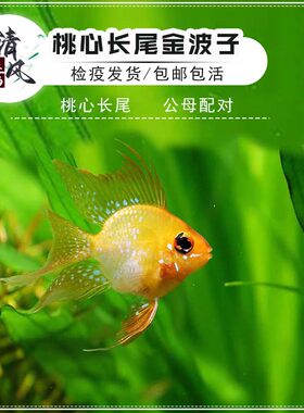 桃心长尾金波子活体观赏鱼