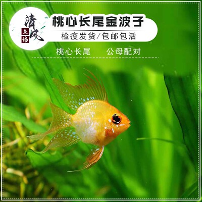桃心长尾金波子活体观赏鱼