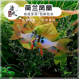德系荷兰凤凰鱼热带观赏鱼活体长尾皮瓦斯淡水小型鱼长体荷兰凤凰