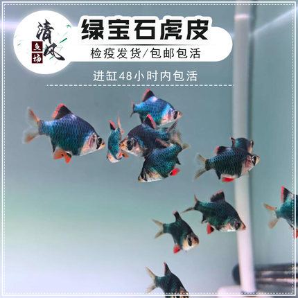 绿宝石虎皮鱼蓝皮鱼活体鱼观赏鱼小型淡水鱼新手鱼好养易活群游鱼