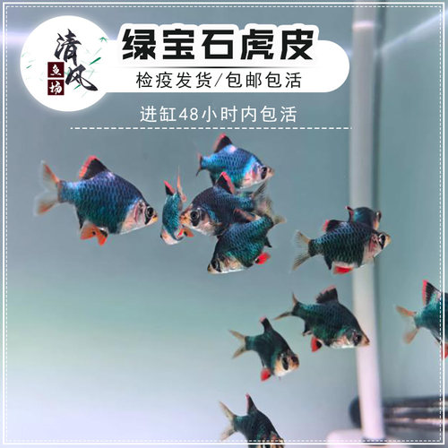 绿宝石虎皮群游鱼淡水热带鱼