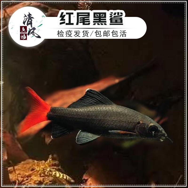 好养红尾黑鲨鱼除藻鱼淡水热带鱼