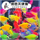 糖果天使鱼活体大号彩色群游鱼新手懒人鱼缸耐活中小型热带观赏鱼