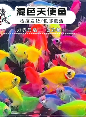 糖果天使鱼活体大号彩色群游鱼新手懒人鱼缸耐活中小型热带观赏鱼