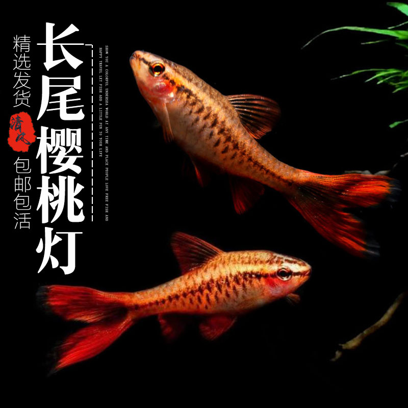 樱桃灯鱼长尾樱桃灯活体小型鱼淡水鱼热带鱼观赏鱼草缸混养鱼苗