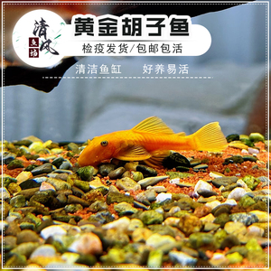 清洁鱼缸除苔除藻不伤鱼好养易活