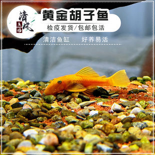 黄金胡子鱼热带观赏鱼清洁鱼缸除藻除苔不伤鱼好养易活小型活体鱼