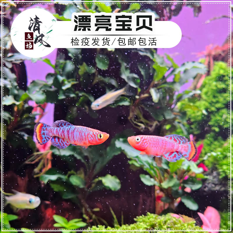 漂亮宝贝鳉鱼贡氏圆尾小型热带鱼